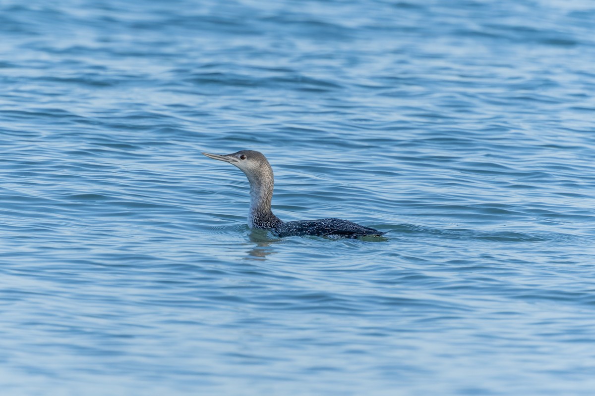 Red-throated Loon - ML646735775