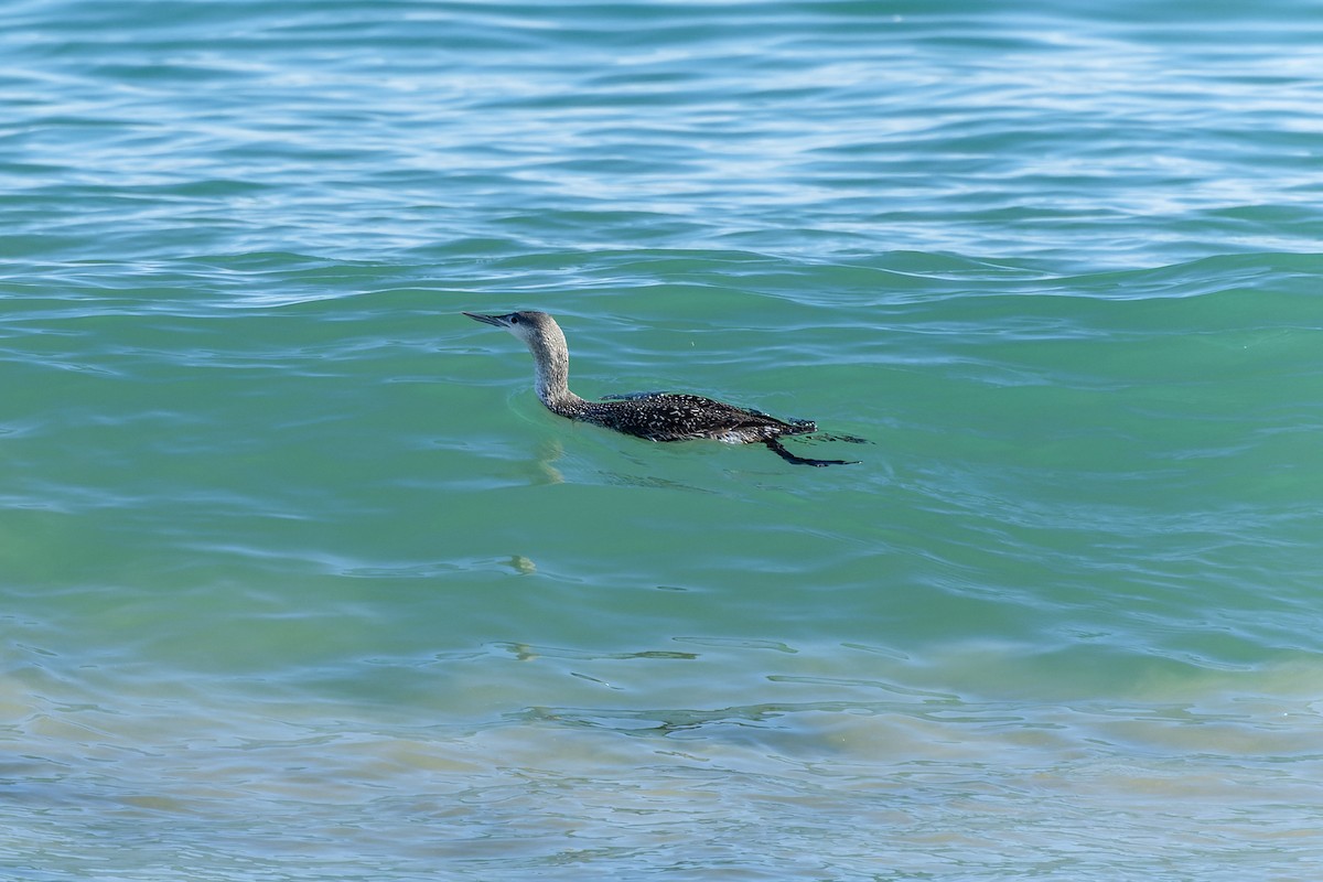 Red-throated Loon - ML646735776