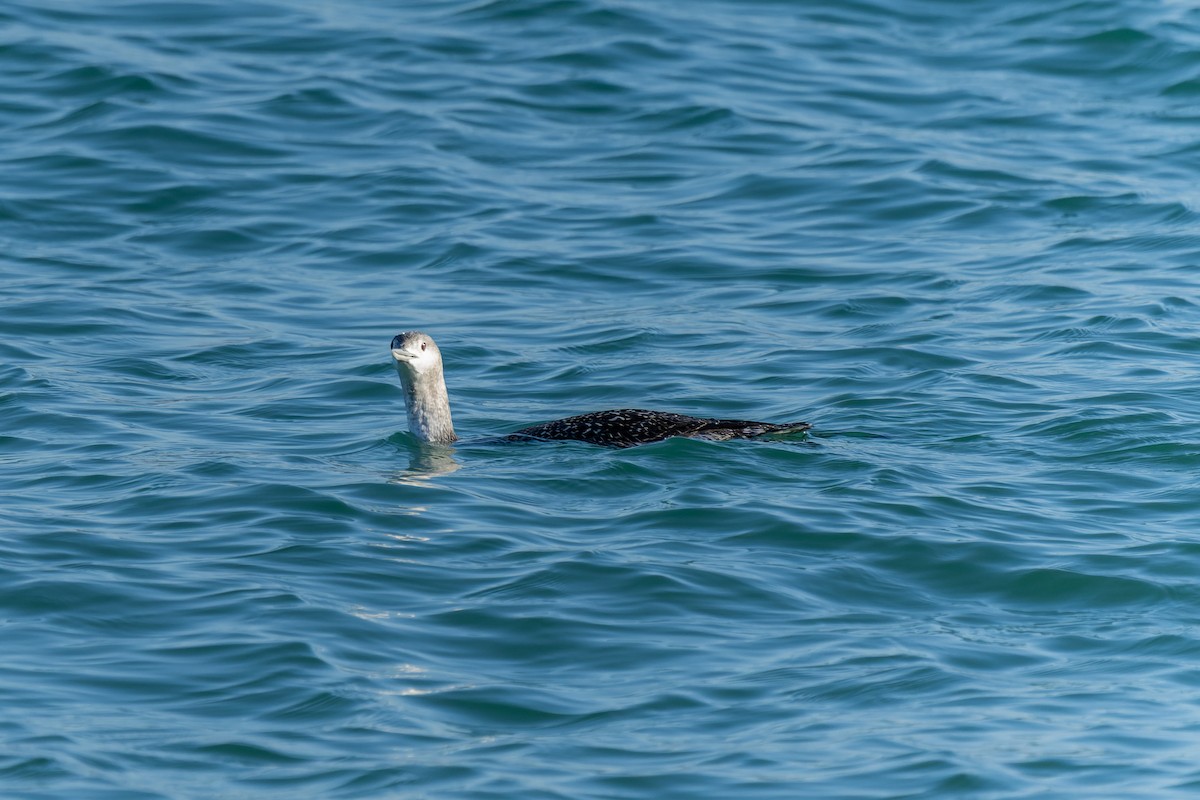 Red-throated Loon - ML646735777