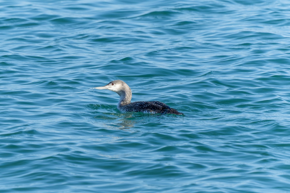 Red-throated Loon - ML646735778