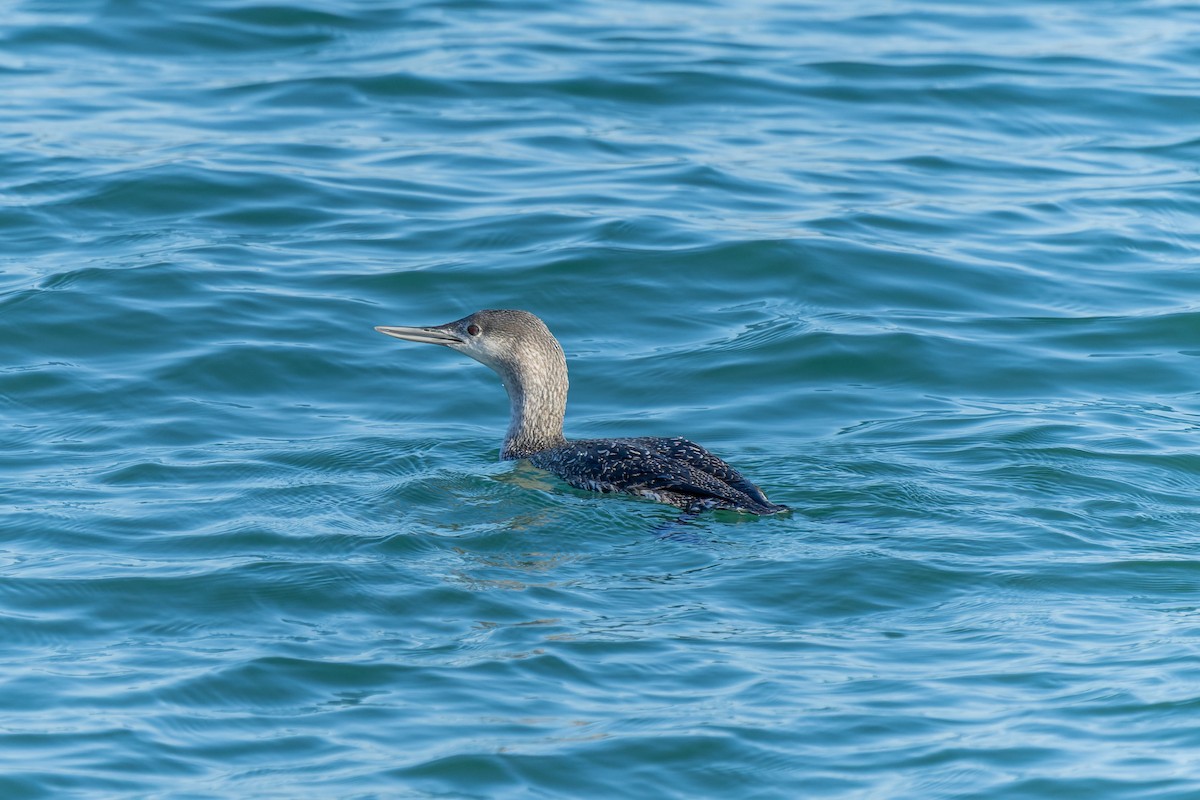 Red-throated Loon - ML646735779
