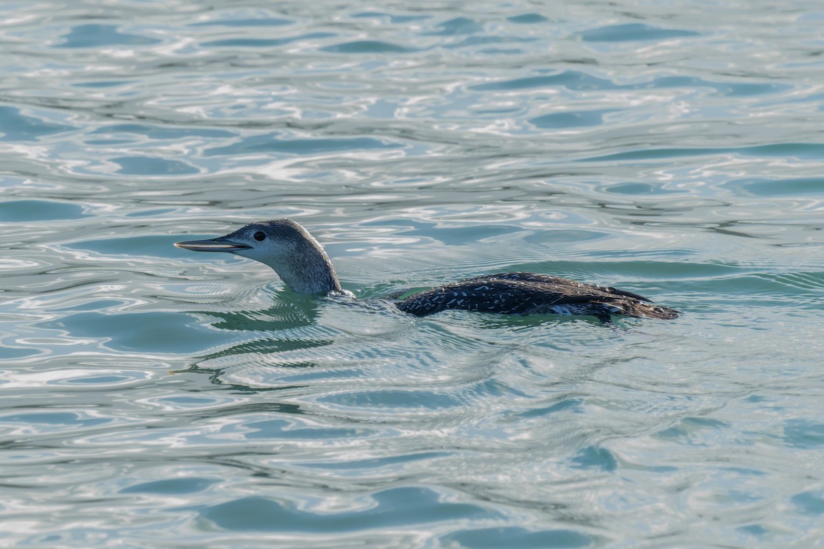 Red-throated Loon - ML646735780