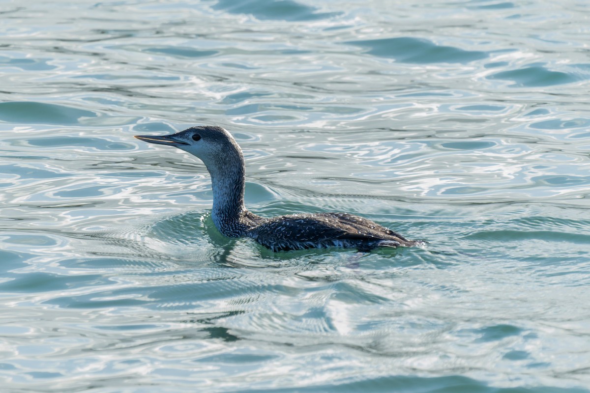 Red-throated Loon - ML646735781