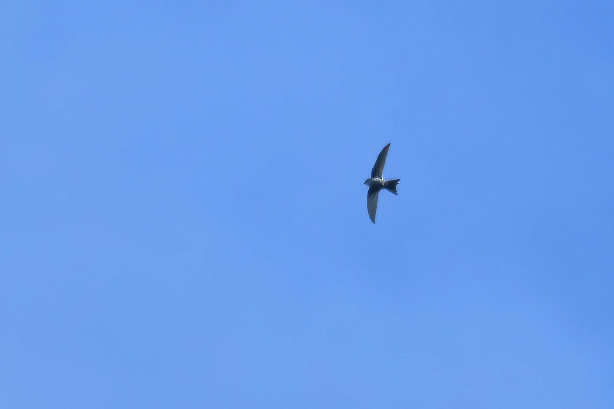 Cook's Swift - ML646735782