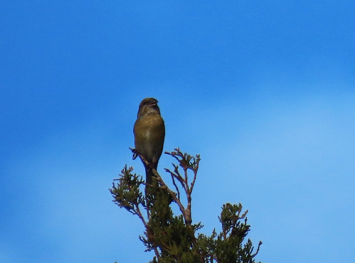 Шишкар ялиновий - ML646735783