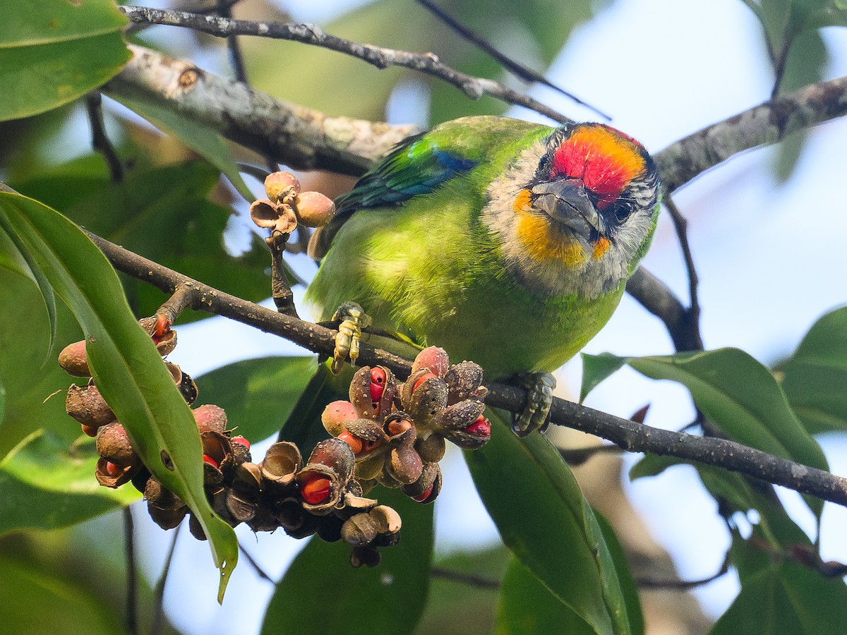 Golden-throated Barbet (Malayan) - ML646735784