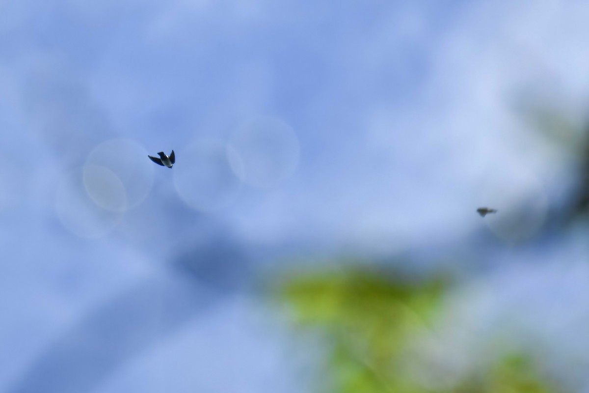 Nepal House-Martin - ML646735789