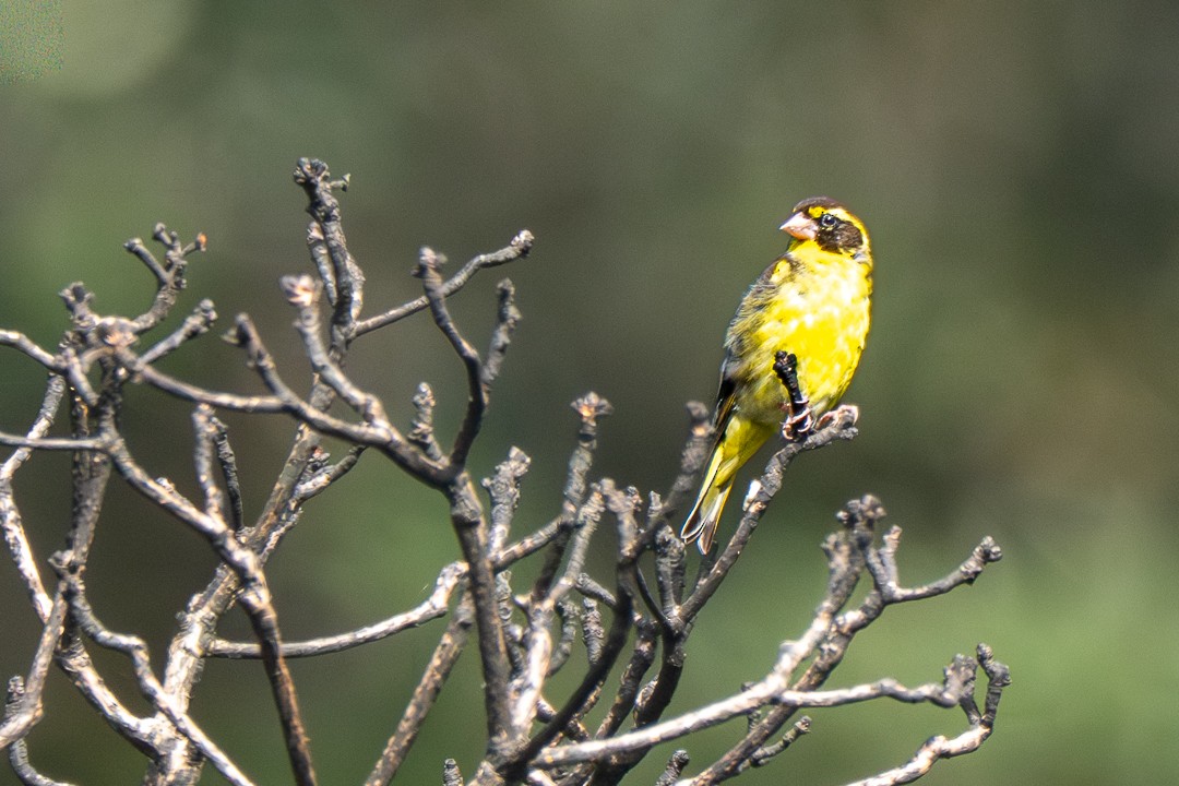 Sarı Göğüslü Florya - ML646735792