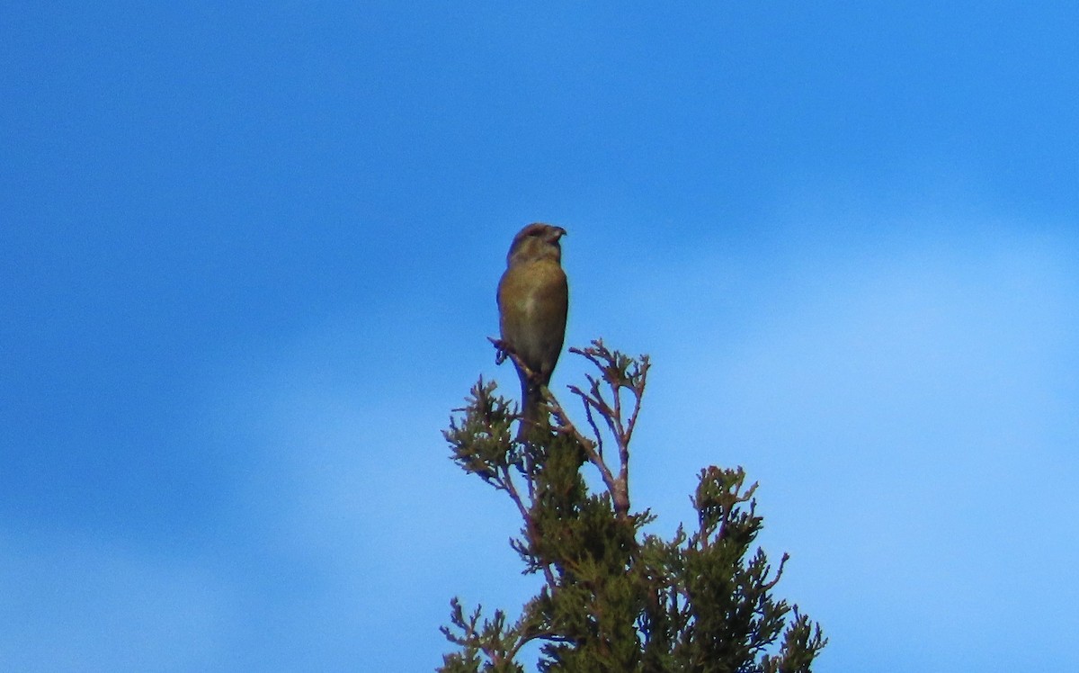 Шишкар ялиновий - ML646735795