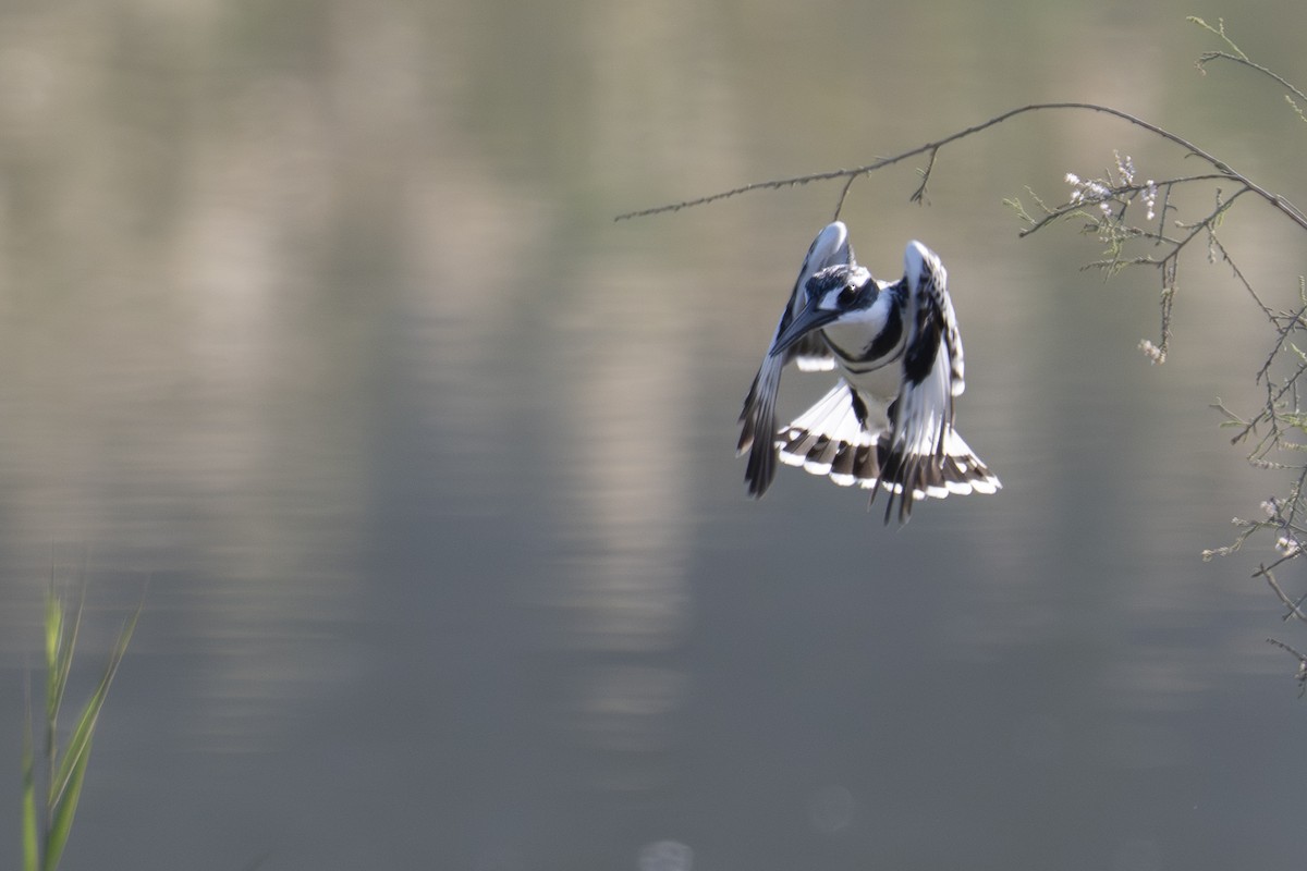 Martín Pescador Pío - ML646735798