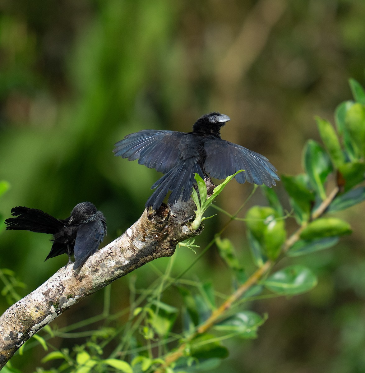 Groove-billed Ani - ML646735799
