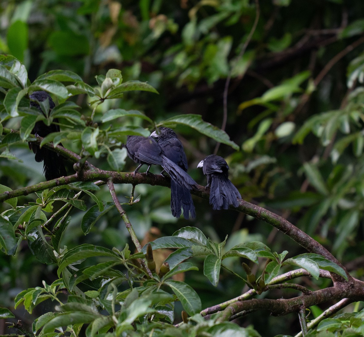 Groove-billed Ani - ML646735800