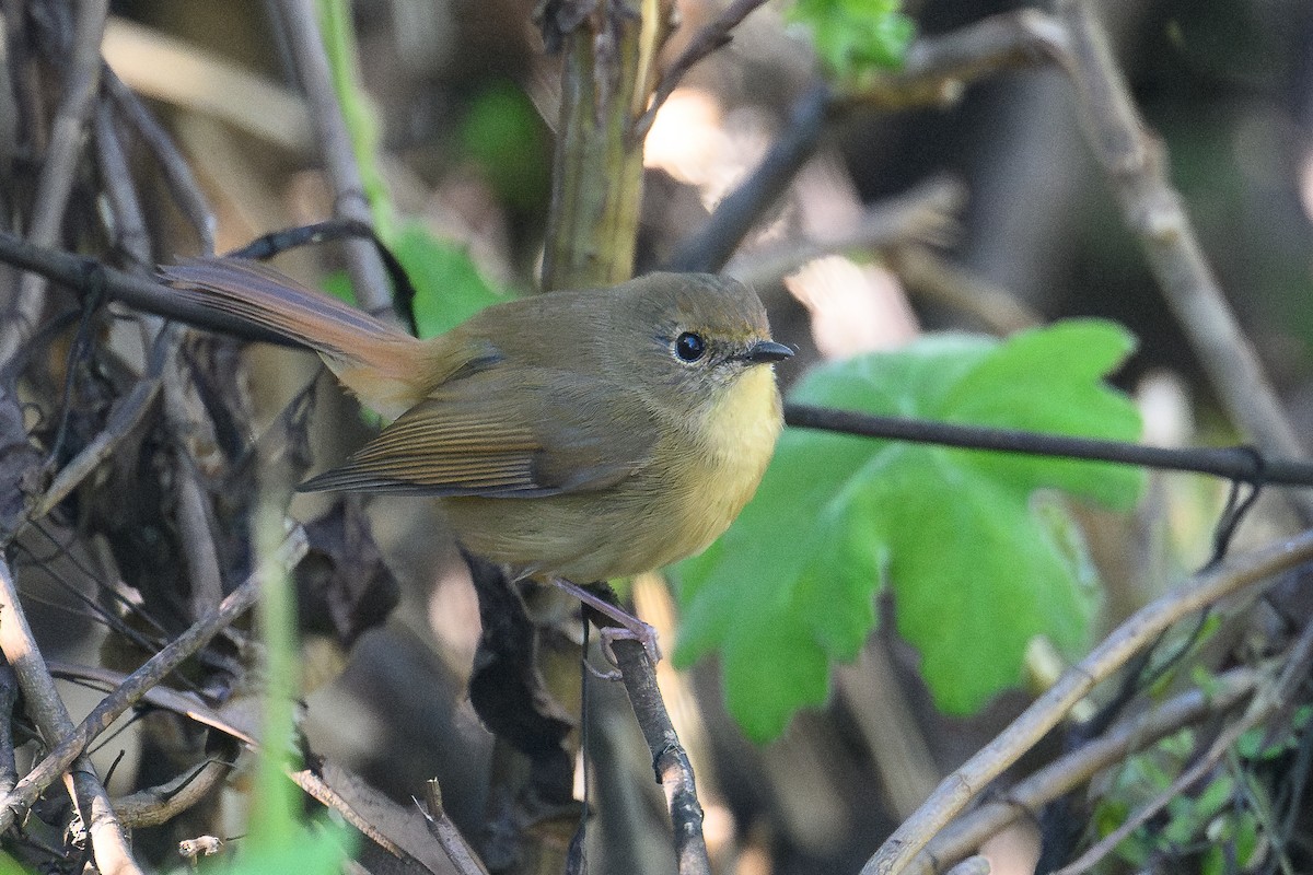 Slaty-blue Flycatcher - ML646735801