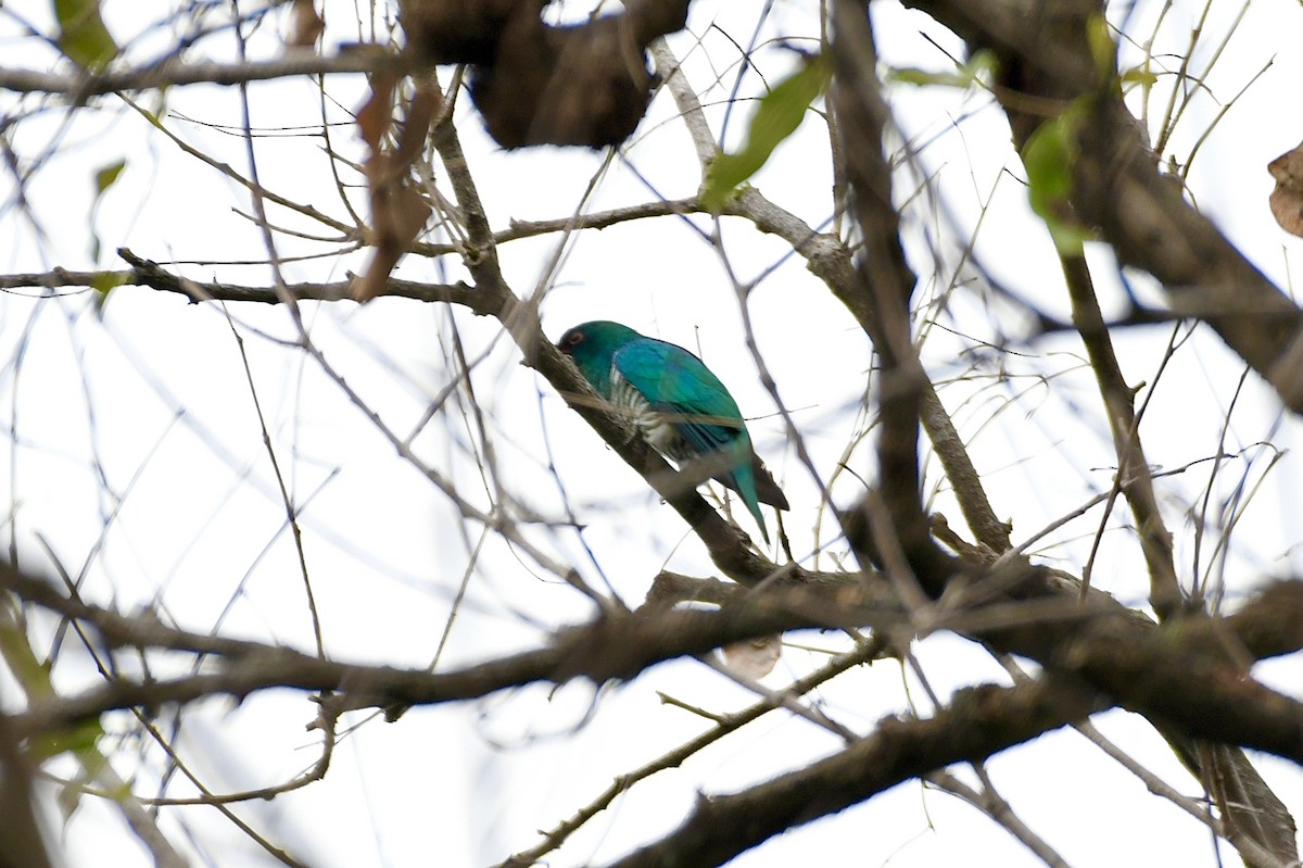 Дідрик смарагдовий - ML646735803