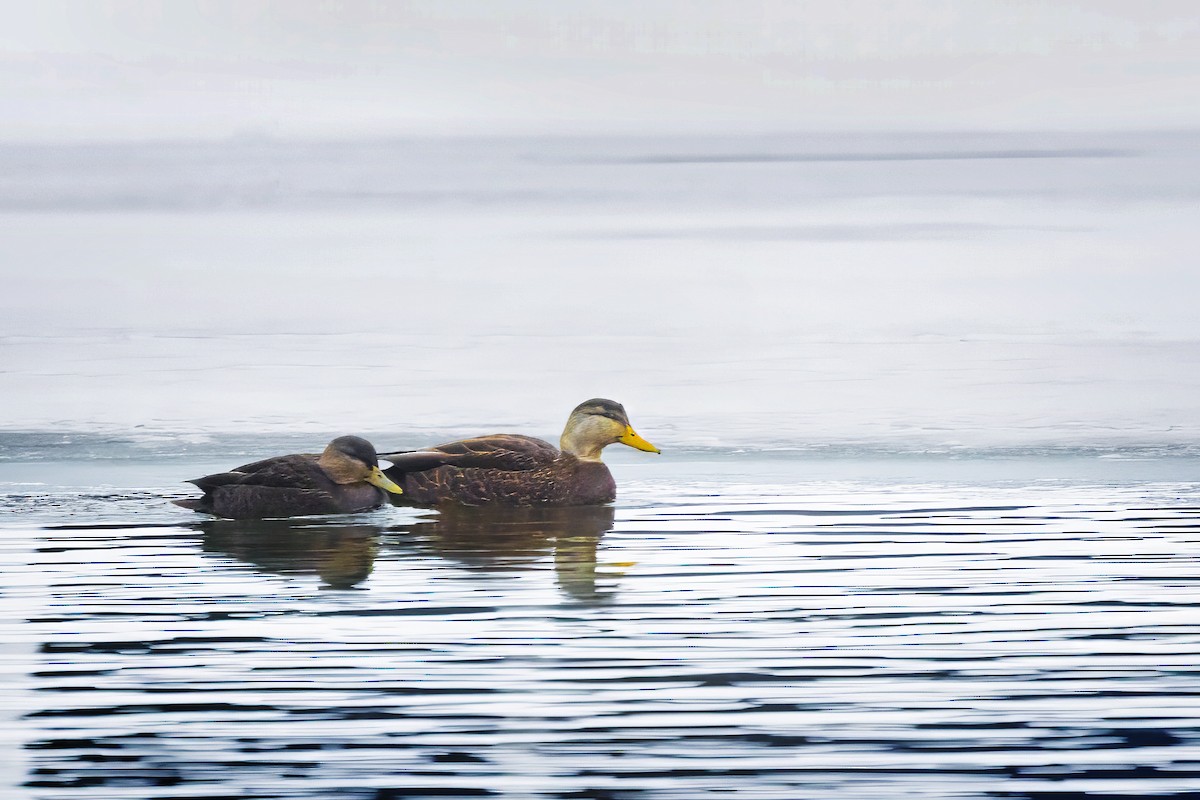 American Black Duck - ML646735805