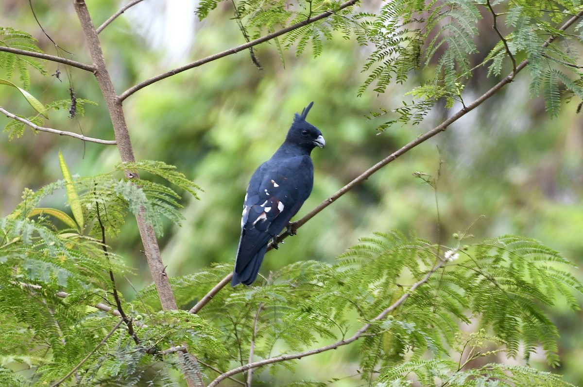 Шуляк чорний - ML646735806