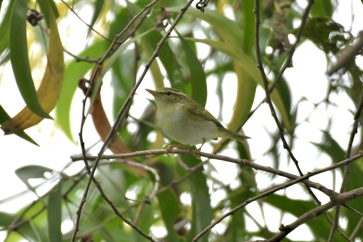 Вівчарик оливковий - ML646735809