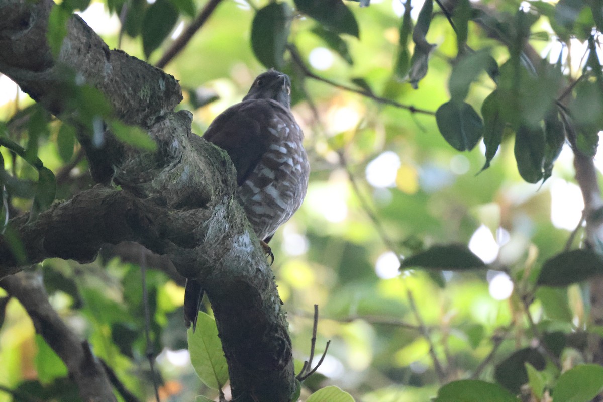 Şikra - ML646735810