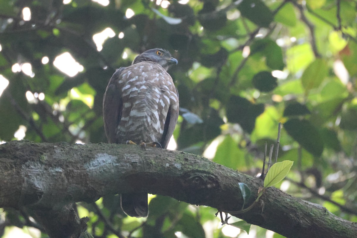 Tepeli Çakır - ML646735812