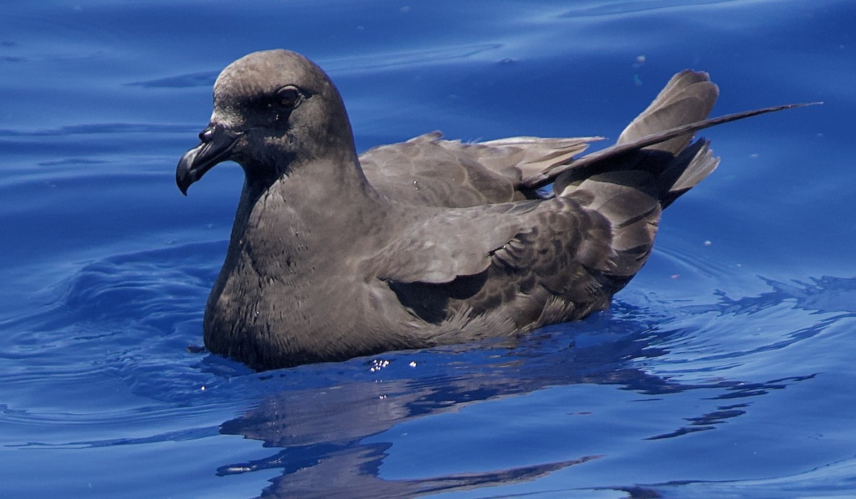 buřňák dlouhokřídlý - ML646735813