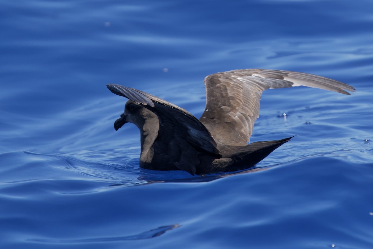 buřňák dlouhokřídlý - ML646735814