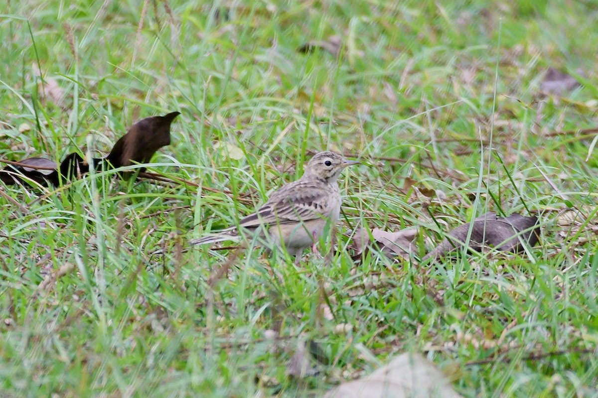 Çeltik İncirkuşu - ML646735816