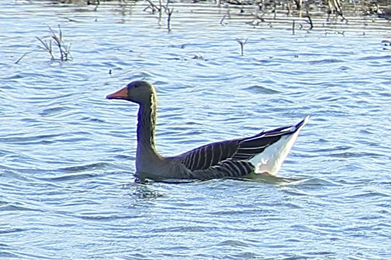 Oie cendrée - ML646735818