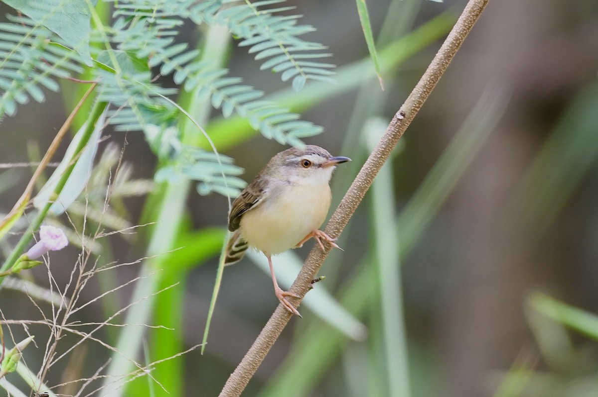 Akça Prinya - ML646735819