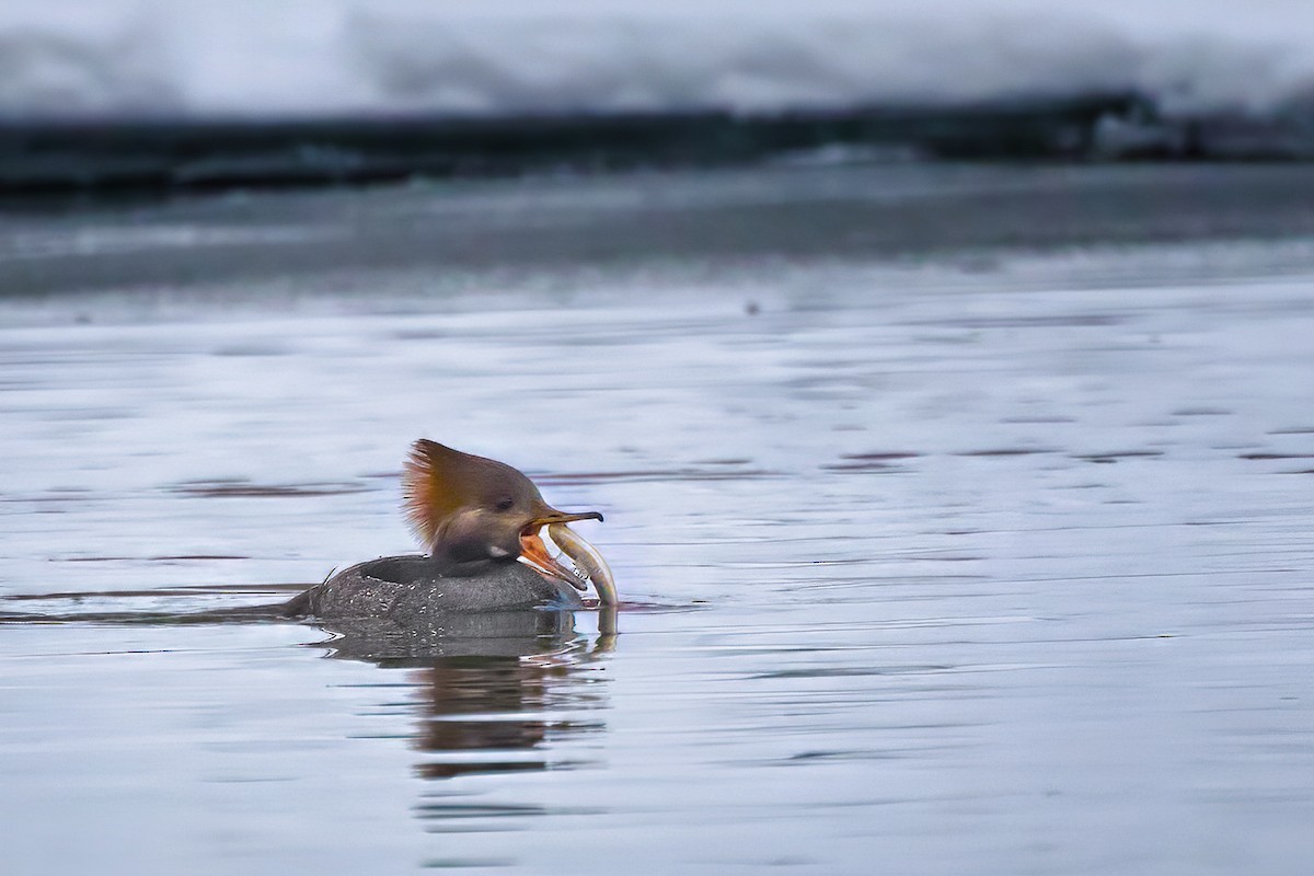 Başlıklı Tarakdiş - ML646735820