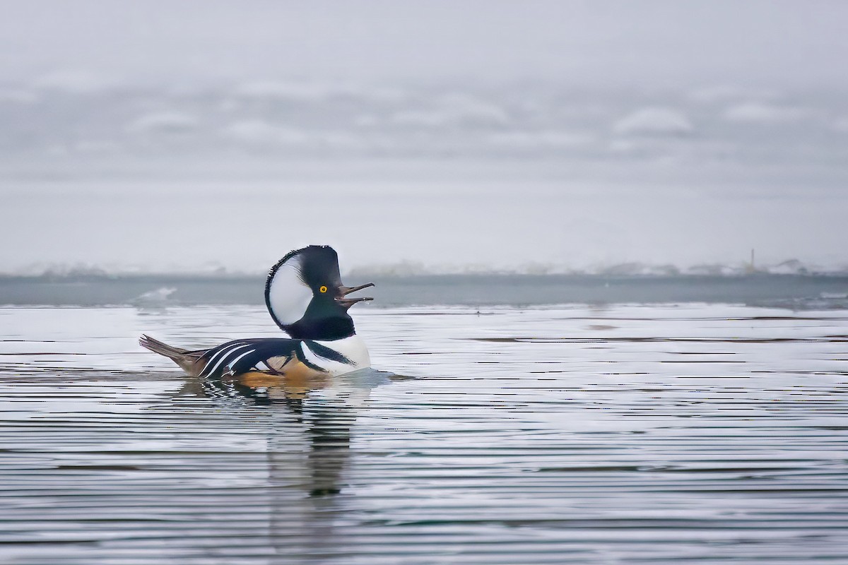 Başlıklı Tarakdiş - ML646735821