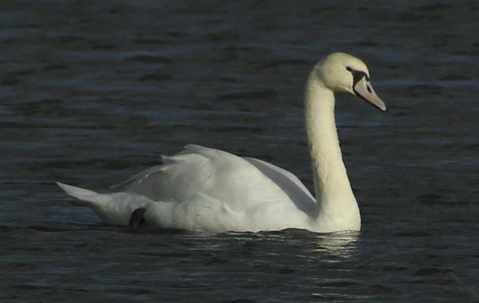 Mute Swan - ML646735823