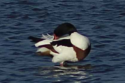 Common Shelduck - ML646735825