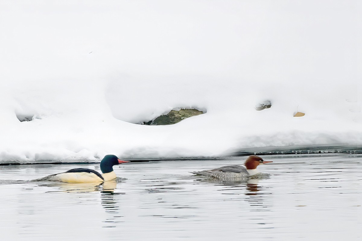 Büyük Tarakdiş - ML646735826