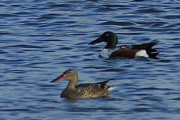 Northern Shoveler - ML646735827