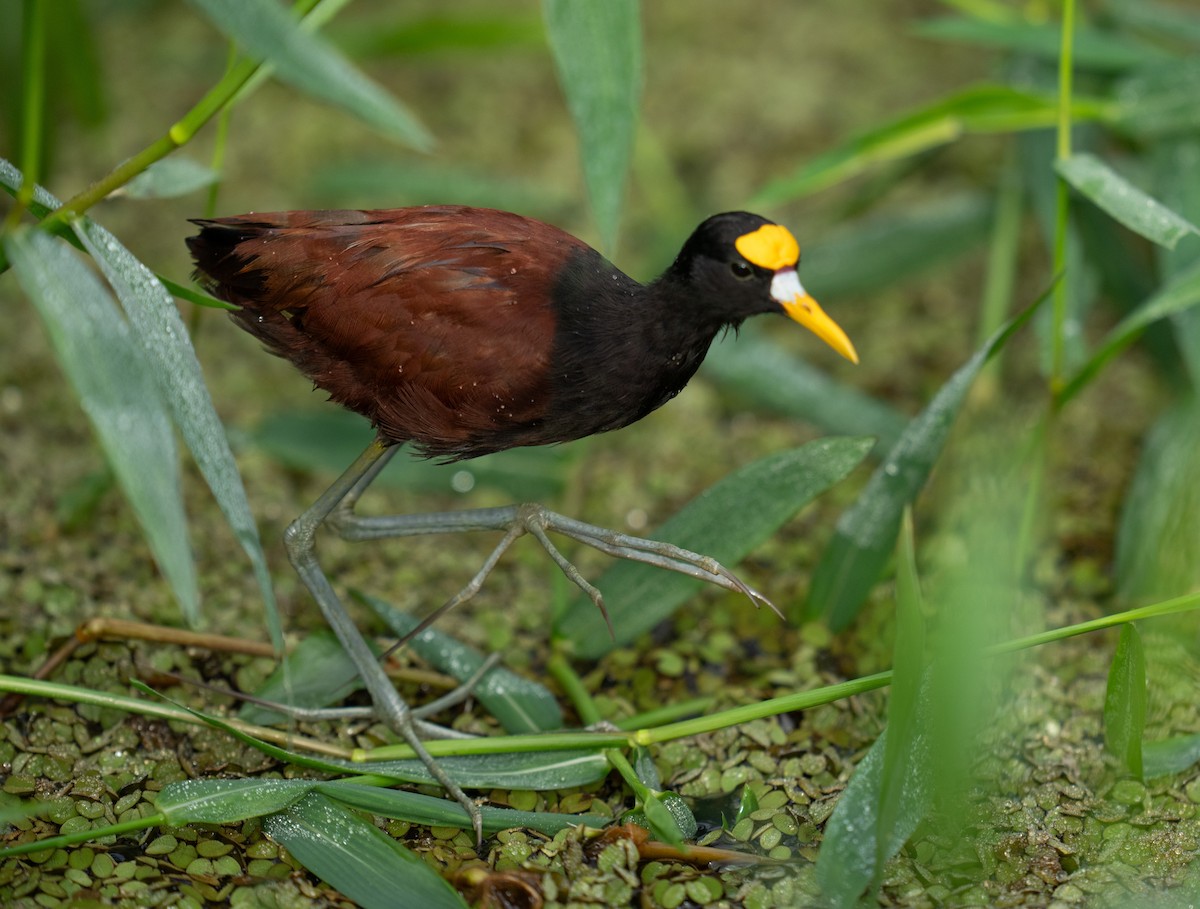 Sarı Alınlı Jakana - ML646735829