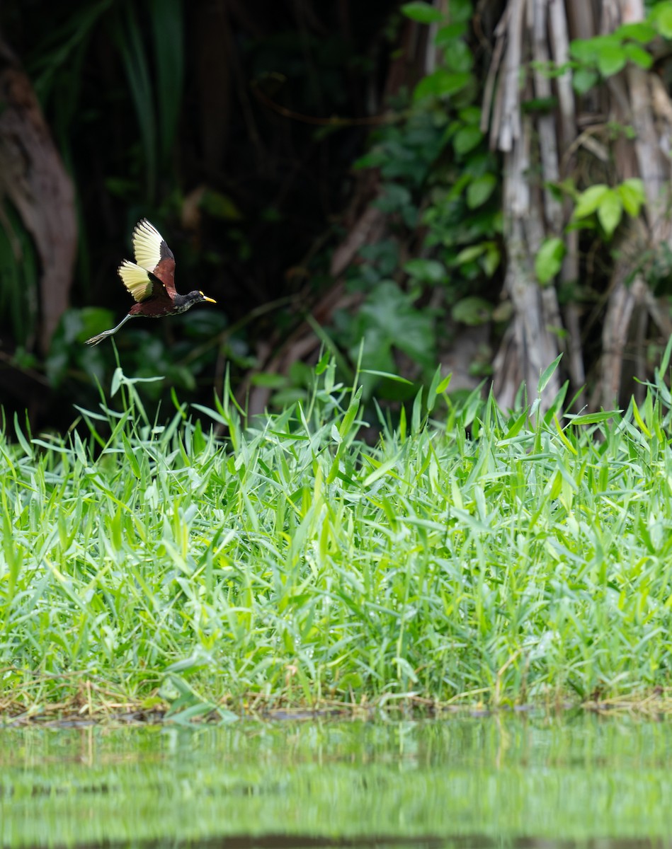 Sarı Alınlı Jakana - ML646735830