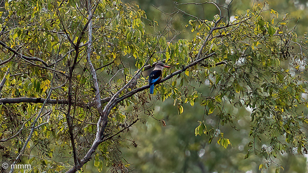 Gökçe Göğüslü Yalıçapkını - ML646735832