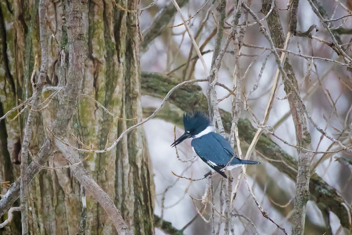 Kuşaklı Yalıçapkını - ML646735833