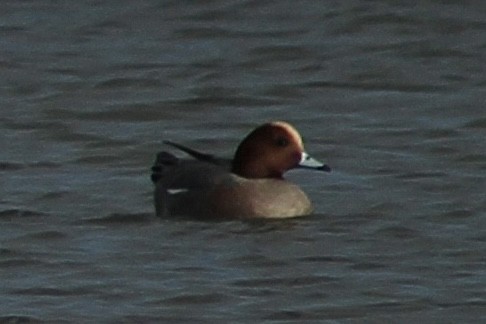 Eurasian Wigeon - ML646735834