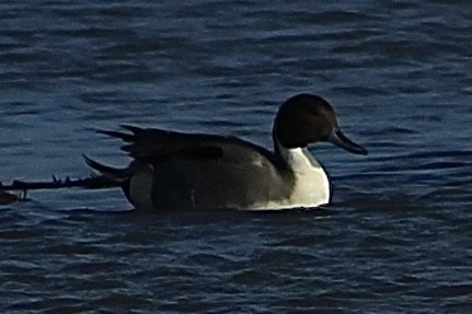 Northern Pintail - ML646735836