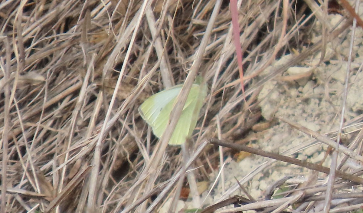 Animals - ML646735837