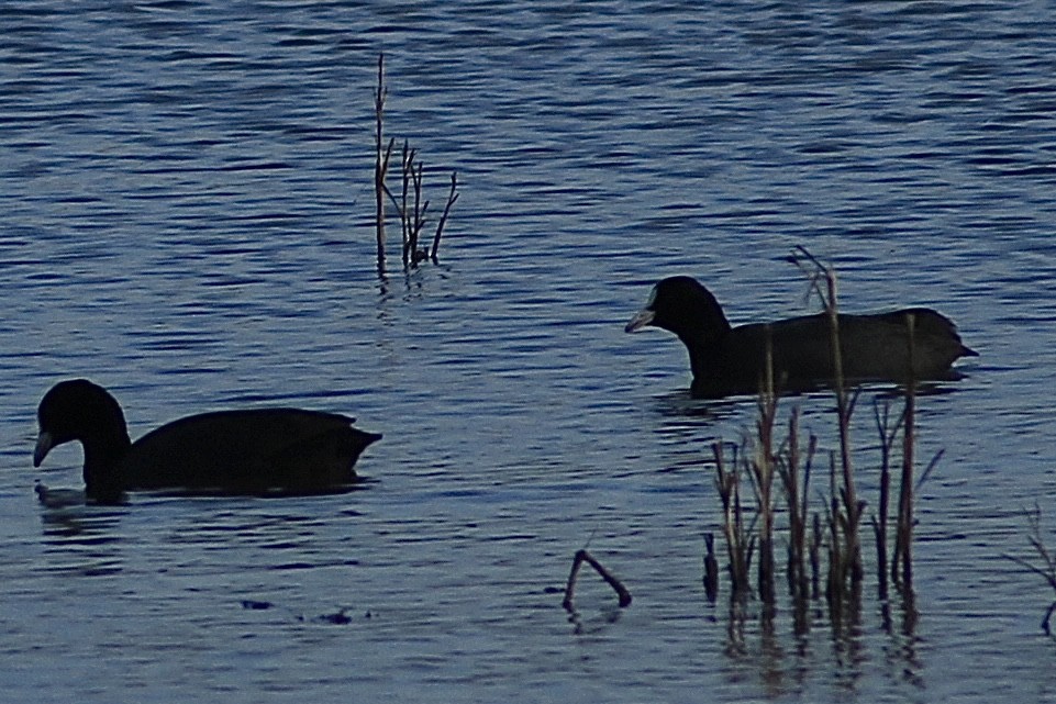 Eurasian Coot - ML646735838