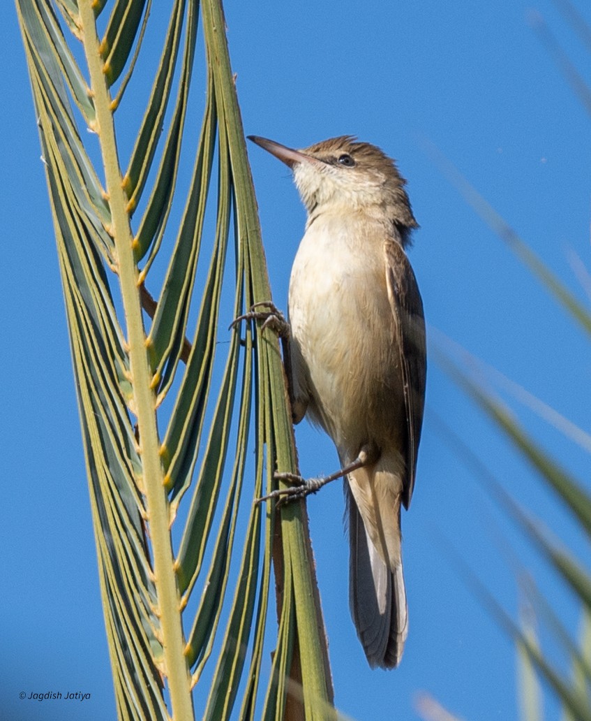 Clamorous Reed Warbler - ML646735839