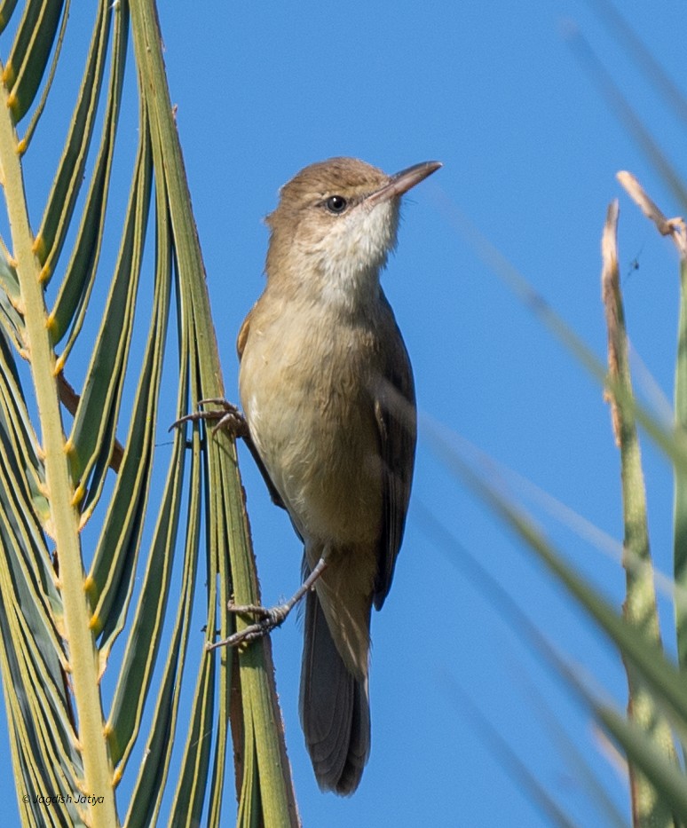 Clamorous Reed Warbler - ML646735840