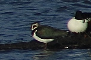 Northern Lapwing - ML646735841