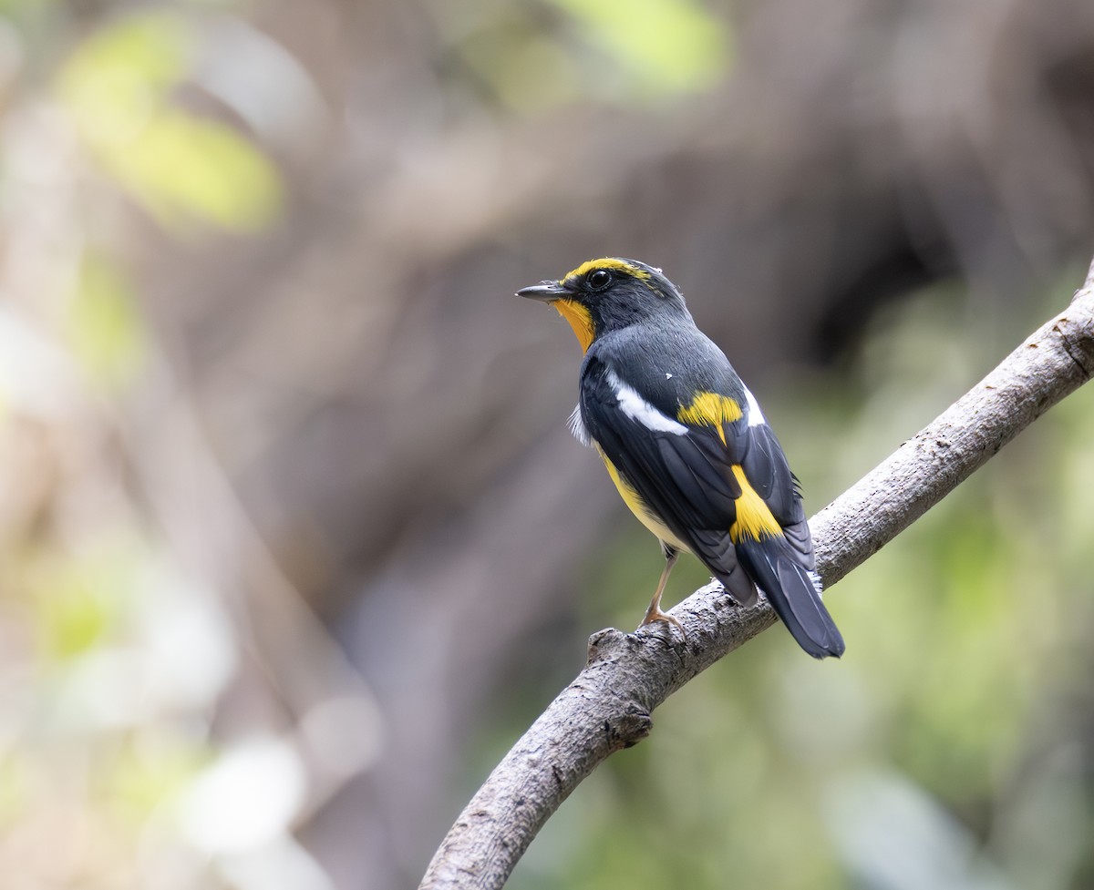 Narzissenschnäpper - ML646735842