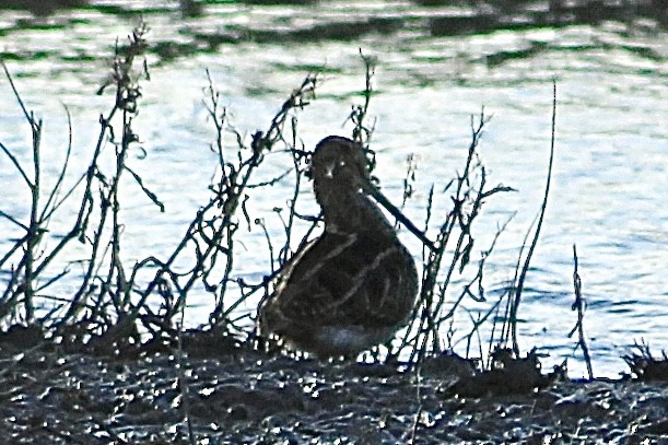 Common Snipe - ML646735843