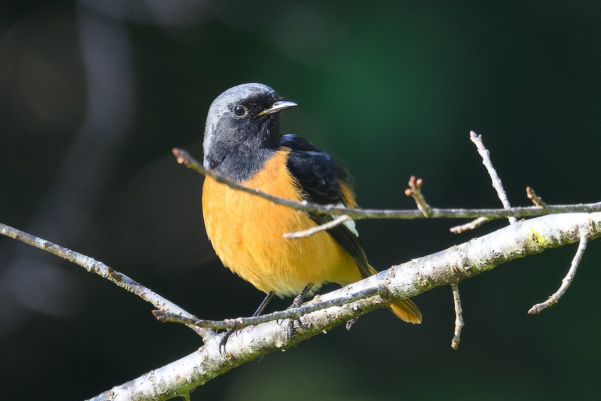 Daurian Redstart - ML646735844