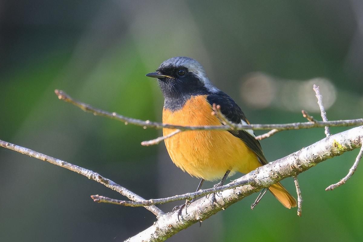 Daurian Redstart - ML646735845