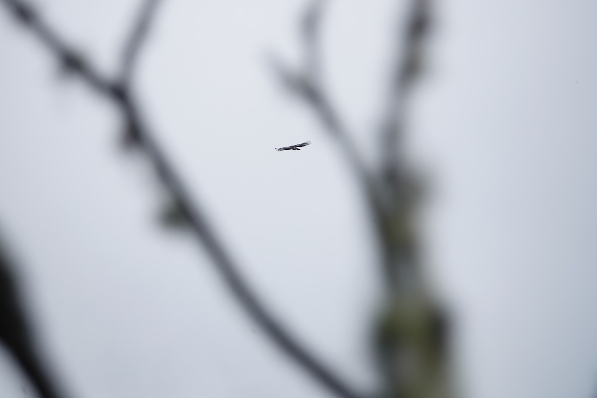 Mountain Hawk-Eagle - ML646735846